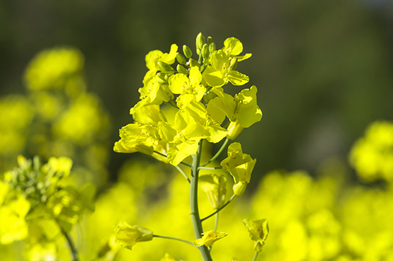 Raps_colza_Blumen_floraison_04_kaur