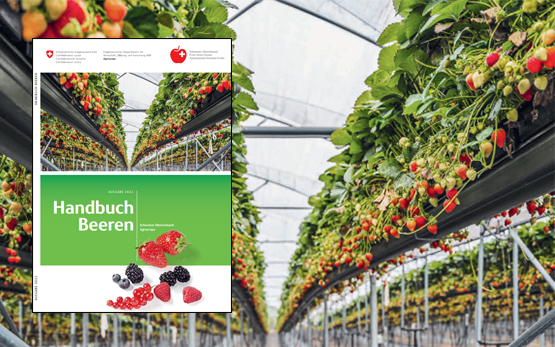 Handbuch Beeren