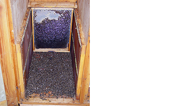 A colony of dead bees