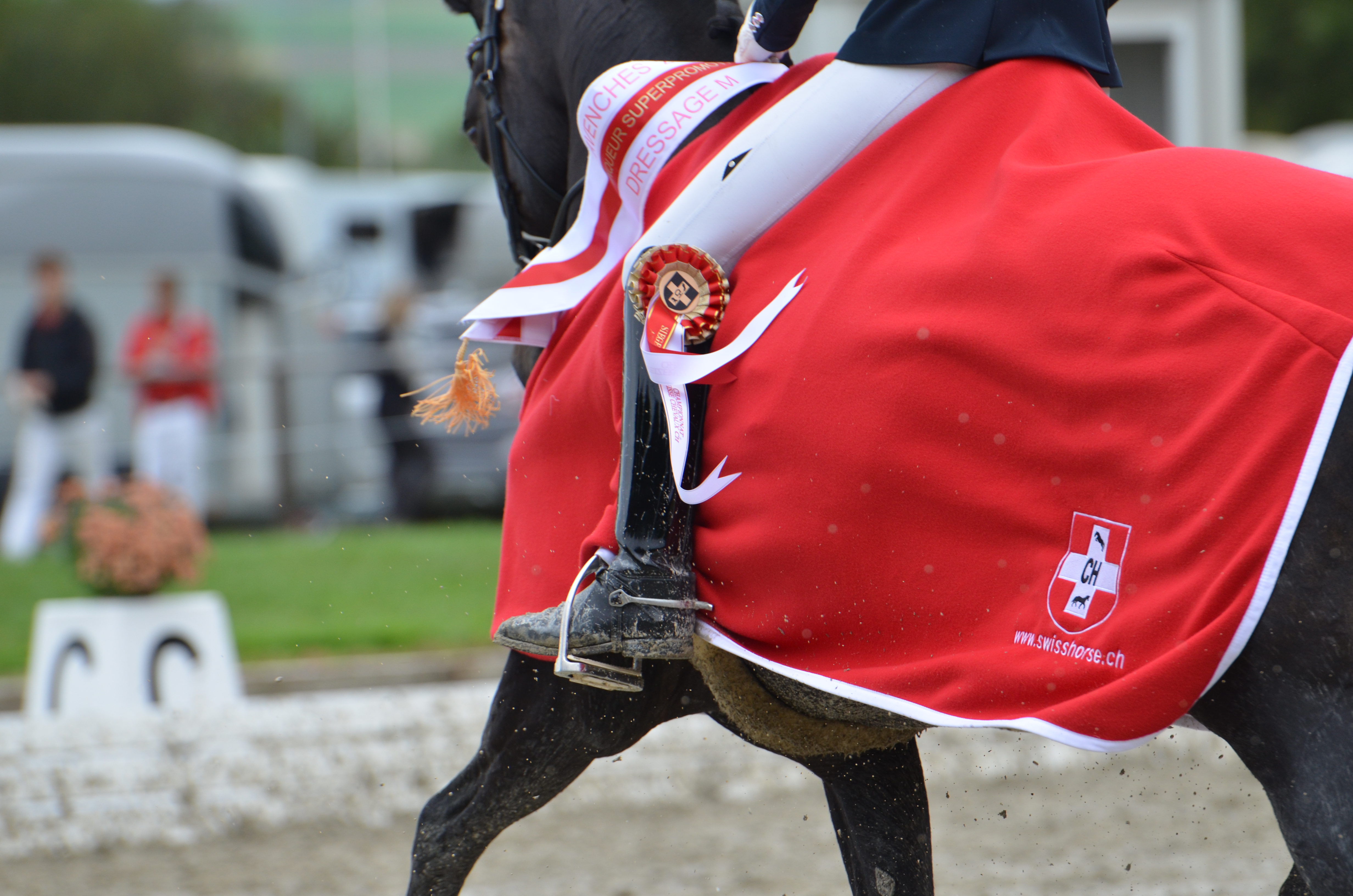 Dressur Equus ZVCH WB