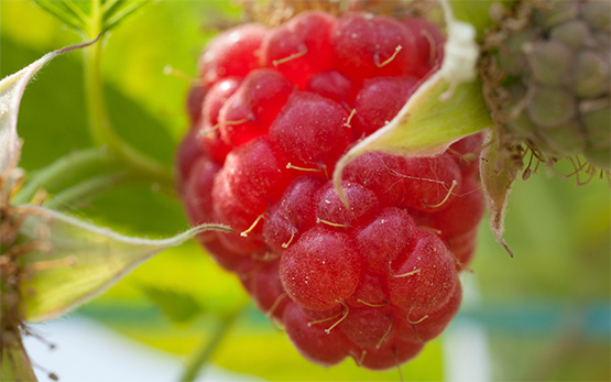 framboises-3-w