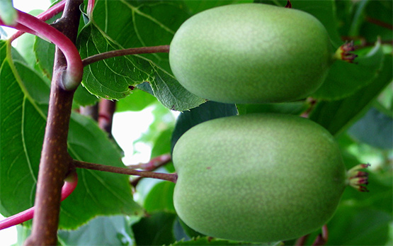 01_mini-kiwi