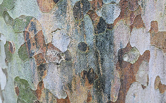 Platanenkrebs