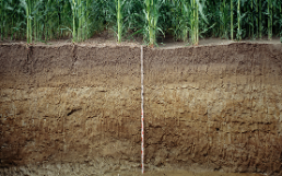 Bodenprofil_Rütti_2006