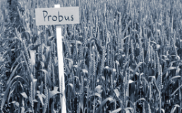 Reckenholz historisch Probus Winterweizen