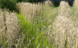 projet-malherbo-web