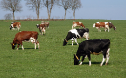 Dairy-Cow Nutrition