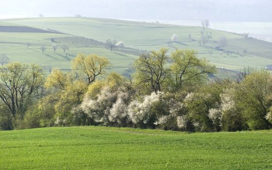 Biodiversität_Landschaft_Hecke_Obstbäume_brga20070410