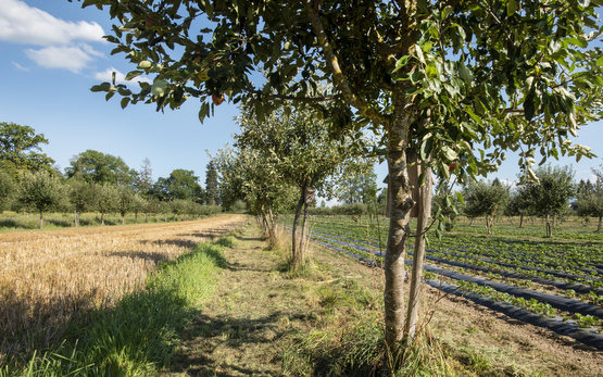 20190814_Agroforst_Sursee_neu_web