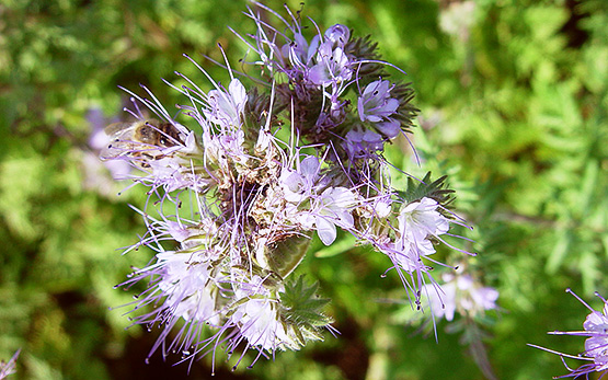 Biene au Phaceliablüte