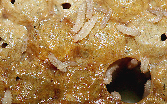 aethina tumida larven