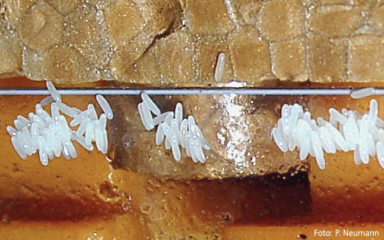 aethina tumida eggs