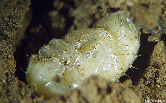 aethina tumida puppe