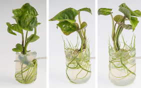 in-vitro-patate-douce