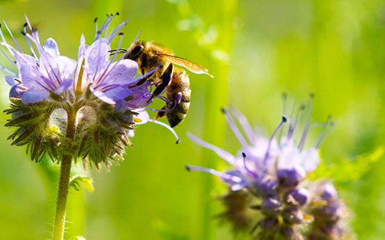 Risiken Bienen