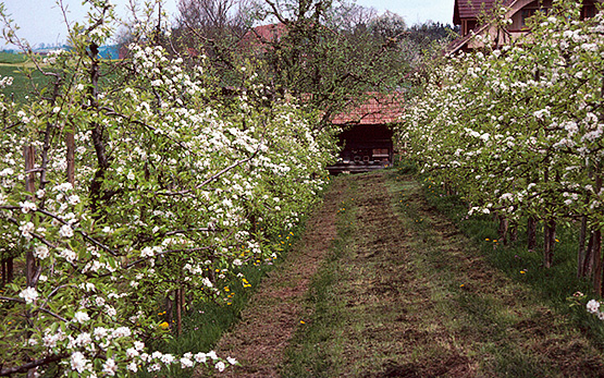 bienen-landwirtschaft