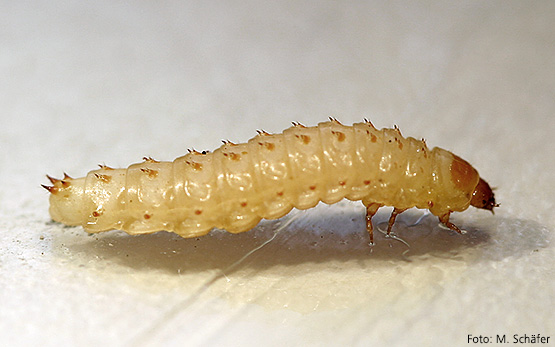 aethina tumida wanderlarven