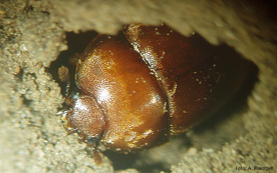 aethina tumida schluepfen