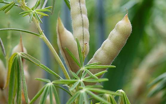 Cropdiva